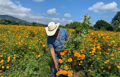 Día de Muertos: El campo de cempasúchil que debes visitar en Tamaulipas