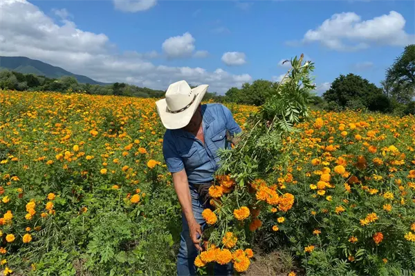 Día de Muertos: El campo de cempasúchil que debes visitar en Tamaulipas