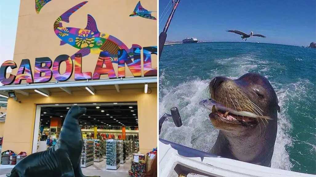 Pancho, el lobo marino más famoso de Cabo San Lucas inmortalizado en una estatua