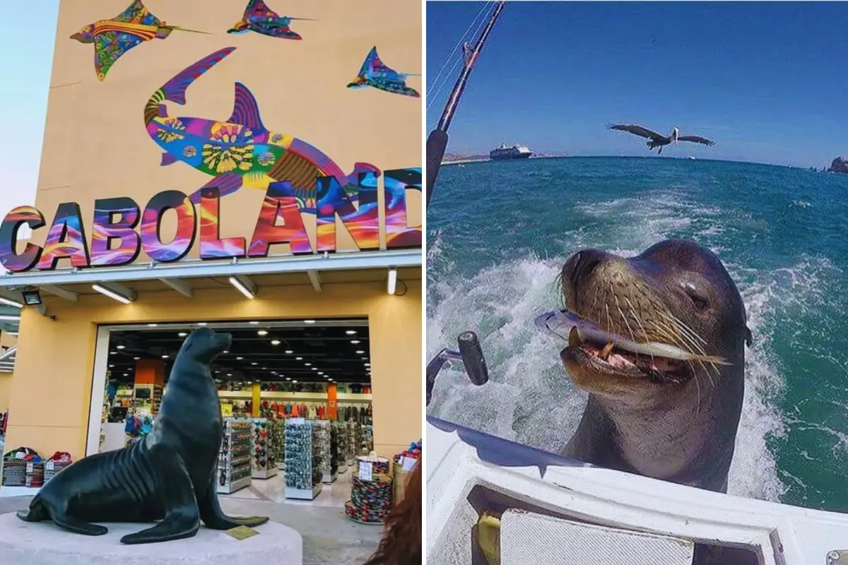 Foto: Descubre Baja California Sur / Facebook | Sudcalifornios.Com / Facebook