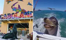 Pancho, el lobo marino más famoso de Cabo San Lucas inmortalizado en una estatua
