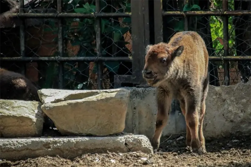 Bisonte americano (Bison bison), nacido en el Zoológico Tamatán. Foto: Carlos García