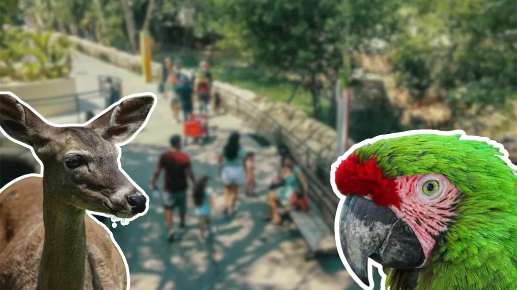 ¿Quiénes son los nuevos habitantes que sorprendieron al Zoológico Tamatán?