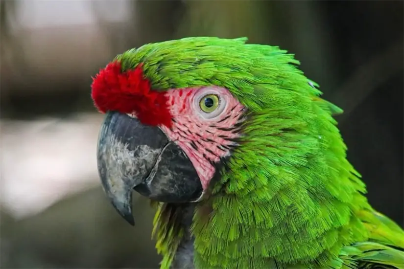 Guacamaya verde (Ara militaris) nacida en el Zoológico Tamatán. Foto: Carlos García