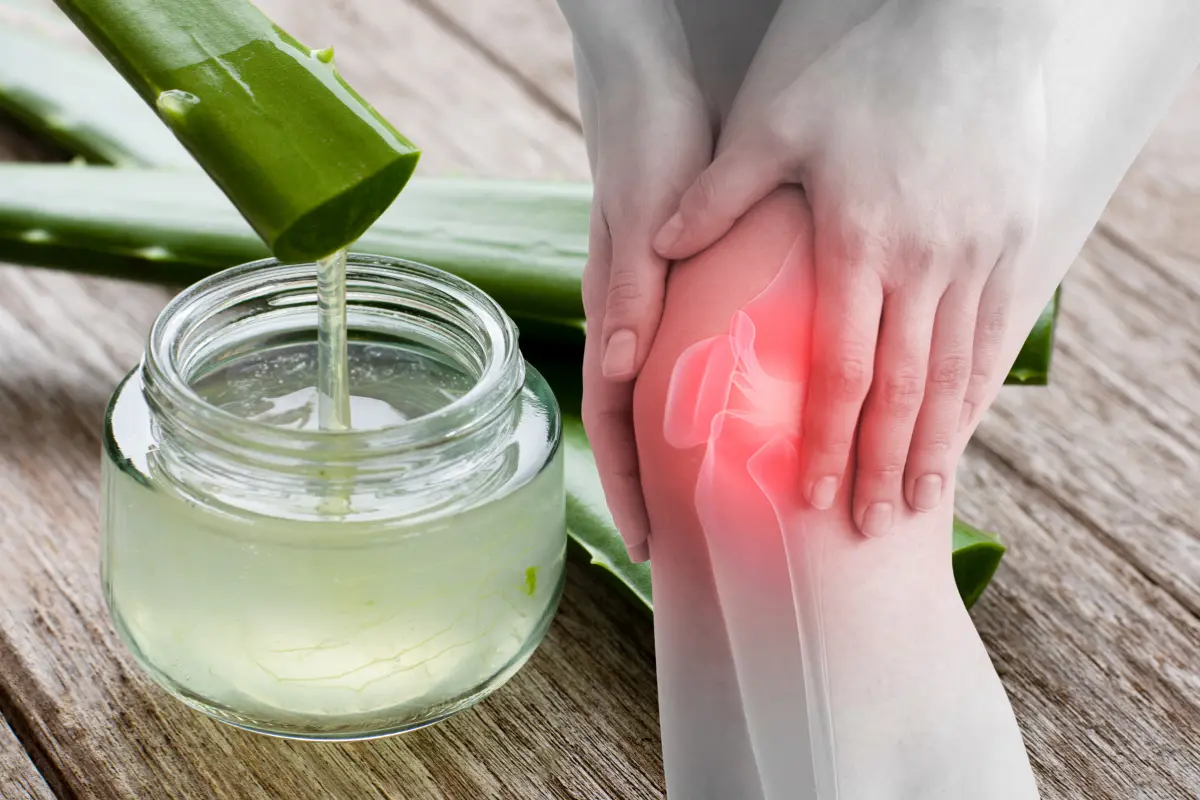 Convierte al aloe vera en tu mejor aliado contra los dolores de rodilla. Foto: Canva