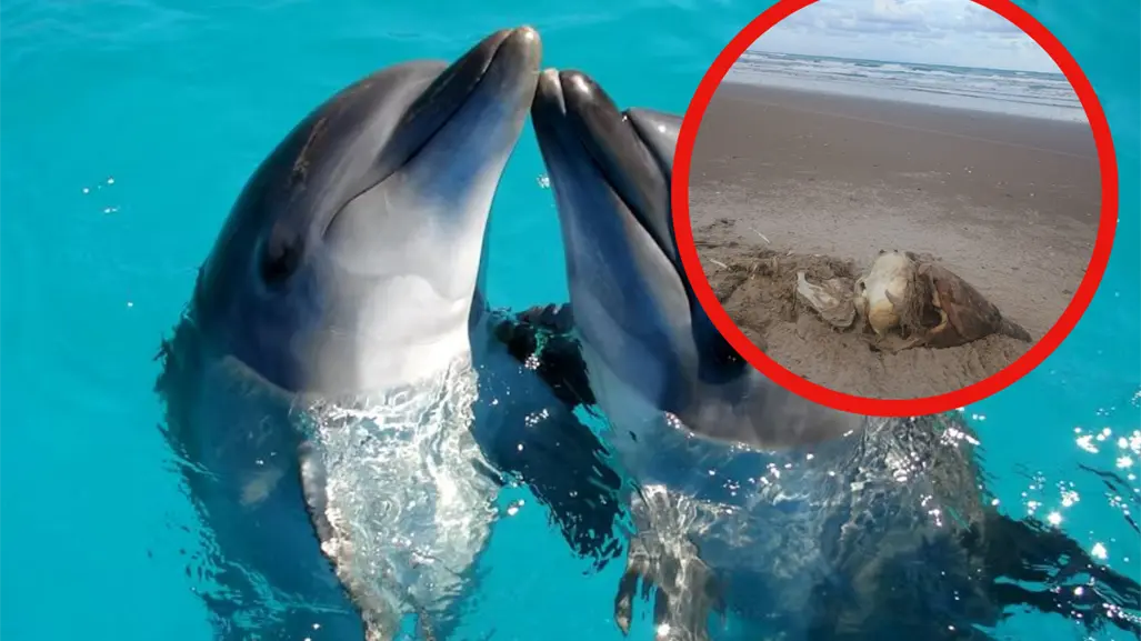Denuncian ecocidio por mortandad de delfines en playas de Tamaulipas
