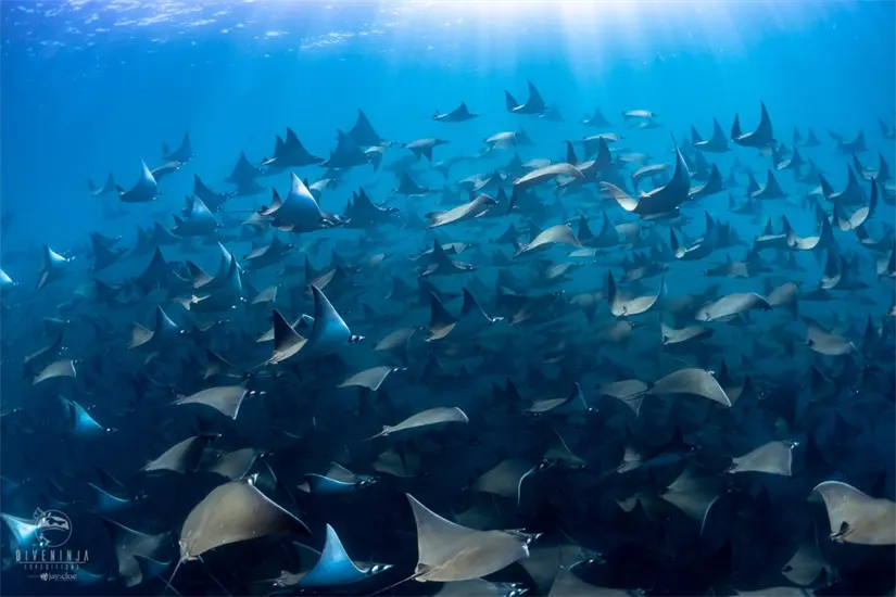 Foto: diveninjaexpeditions.com