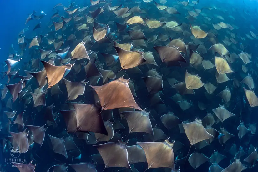 Foto: diveninjaexpeditions.com