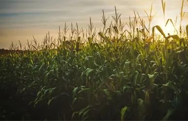 Feria del Maíz 2025: fechas, horarios y música en vivo que no te puedes perder