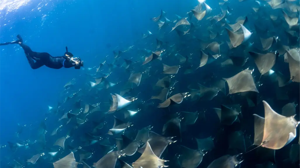 Miles de móbulas en Los Barriles: el espectáculo marino que no te puedes perder