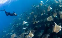 Miles de móbulas en Los Barriles: el espectáculo marino que no te puedes perder Miles de móbulas en Los Barriles: el espectáculo marino que no te puedes perder