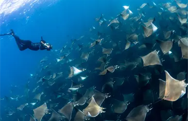 Miles de móbulas en Los Barriles: el espectáculo marino que no te puedes perder