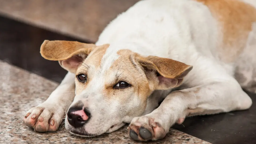 Estos son los motivos por los que Control Canino puede retirar a los perros de las calles. (Fotografía: Canva)