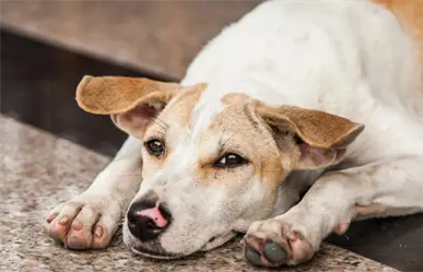 Centro de Control Canino en Torreón: cuándo y cómo se retiran los perros de la vía pública
