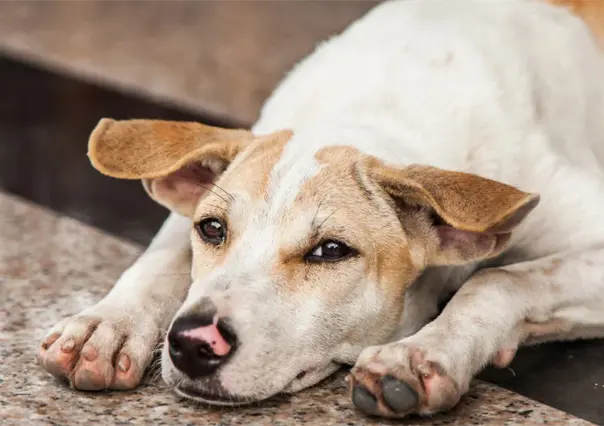 Centro de Control Canino en Torreón: cuándo y cómo se retiran los perros de la vía pública