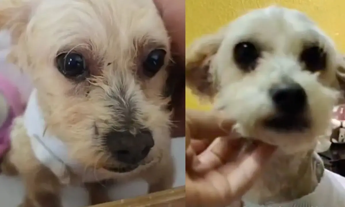 Cereza, perrita rescatada de la explosión en el Puente de la Concordia en Iztapalapa.  Foto: captura X (@HASF_AnaSDiaz)