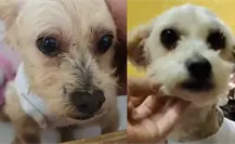 ¿Cuál es el estado de salud de Cereza, perrita rescatada y que dio a luz en la explosión en el Puente de la Concordia?
