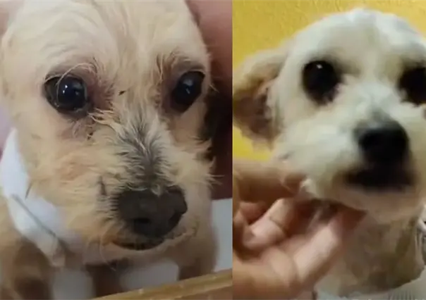 ¿Cuál es el estado de salud de Cereza, perrita rescatada y que dio a luz en la explosión en el Puente de la Concordia?
