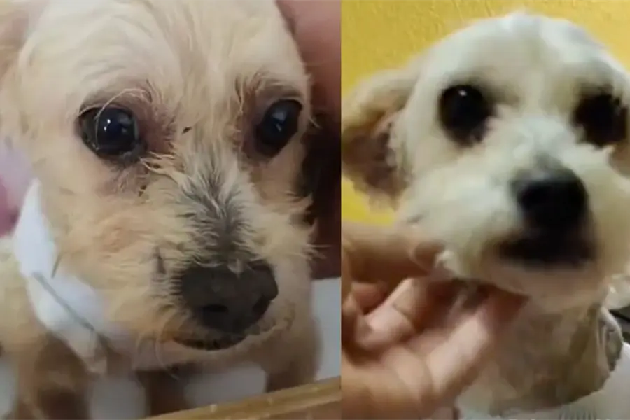 ¿Cuál es el estado de salud de Cereza, perrita rescatada y que dio a luz en la explosión en el Puente de la Concordia?