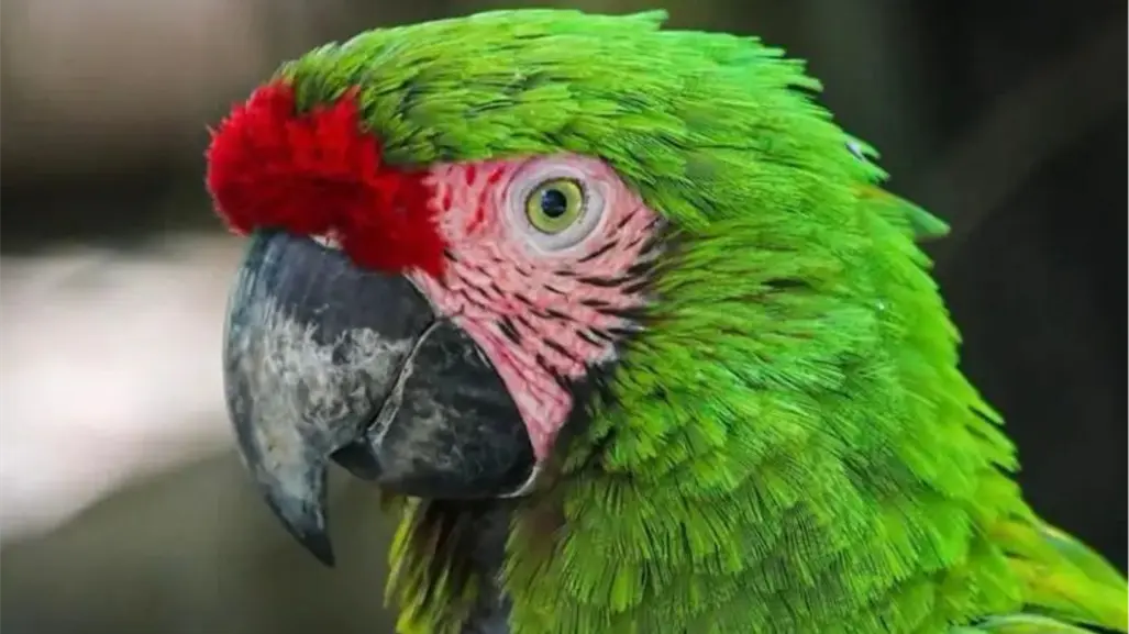 Nacen 25 especies en zoológico Tamatán