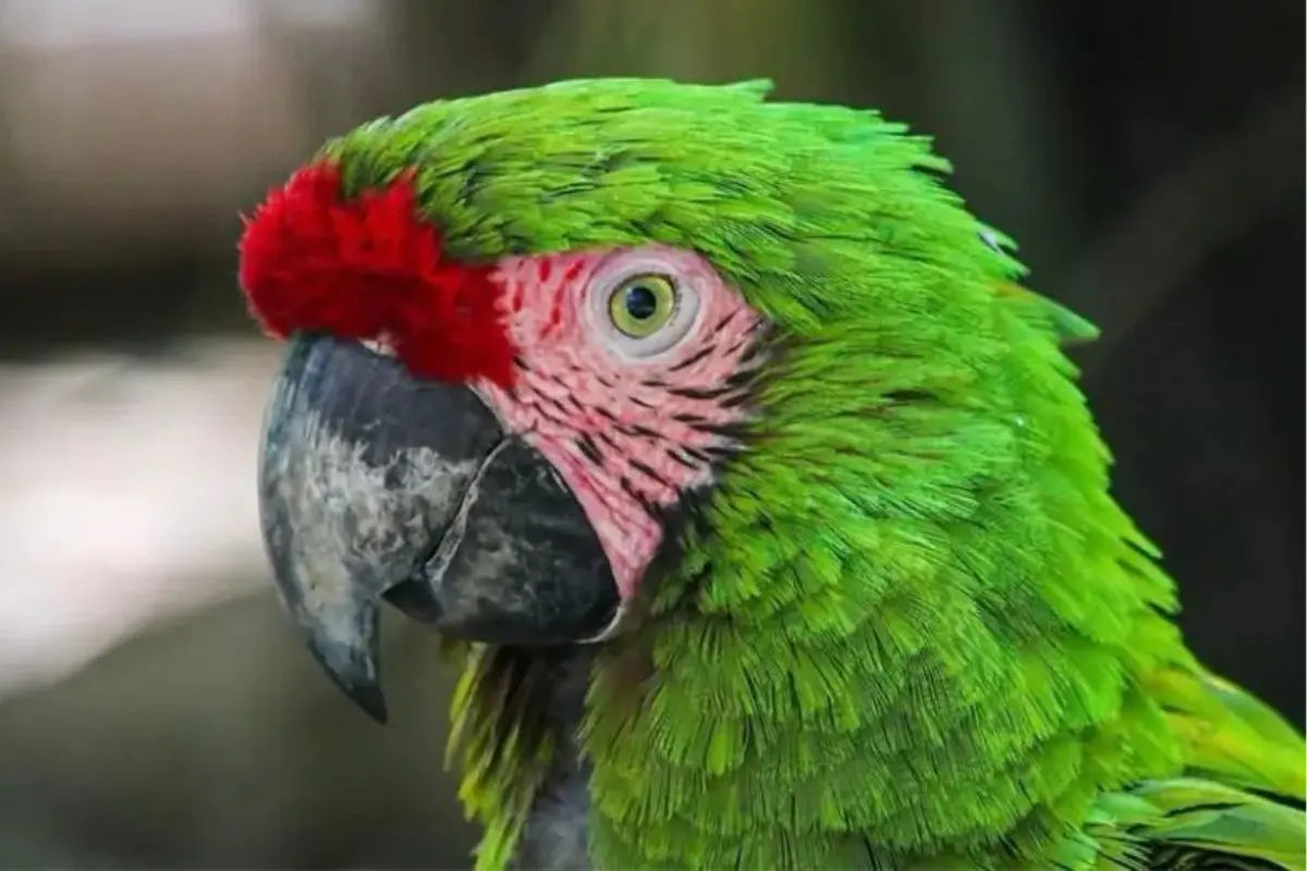 El zoológico Tamatán registra el nacimiento de diversas especies en 2025, fortaleciendo la conservación. Conoce la visión de la CPBT sobre la protección de la biodiversidad.