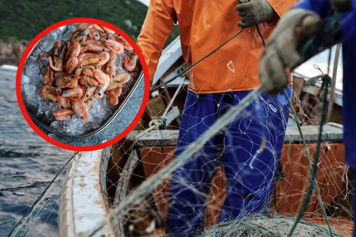 ¿Qué impacto tendrá la finalización de la veda de camarón en Tamaulipas? Entérate de las proyecciones y detalles relevantes.