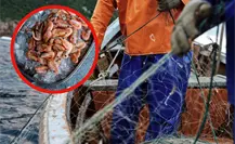 Veda de camarón en Tamaulipas podría concluir en octubre