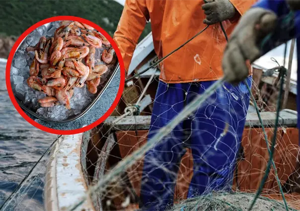 Veda de camarón en Tamaulipas podría concluir en octubre