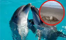 Están matando delfines para pescar tiburones en las costas de Tamaulipas