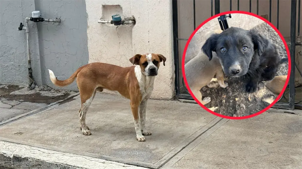 Esta es, por día, la cantidad de mascotas que se esterilizan en Durango