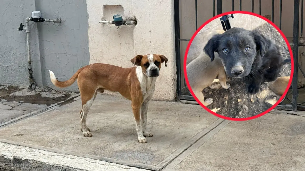 Foto: Jesús Carrillo | Esta es la cantidad de animales que son esterilizados diariamente en Durango.