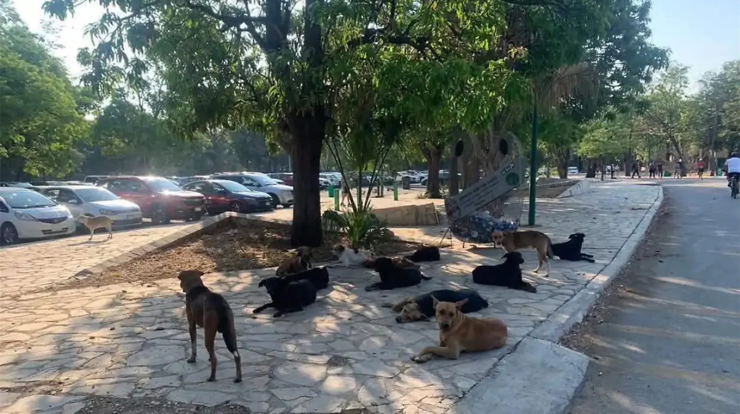 Al menos 80 perros y gatos envenenados en Chiapas, Guanajuato y Veracruz. Foto: Redes Sociales