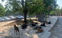 Al menos 80 perros y gatos envenenados en Chiapas, Guanajuato y Veracruz
