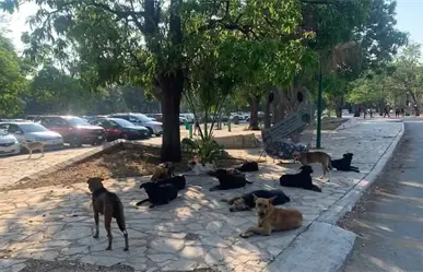 Al menos 80 perros y gatos envenenados en Chiapas, Guanajuato y Veracruz