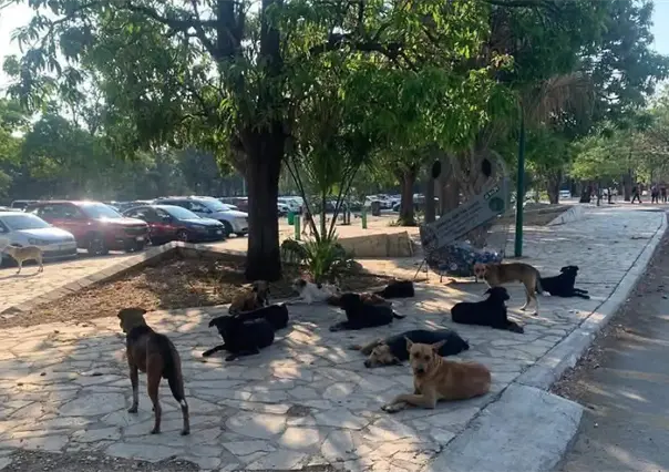 Al menos 80 perros y gatos envenenados en Chiapas, Guanajuato y Veracruz