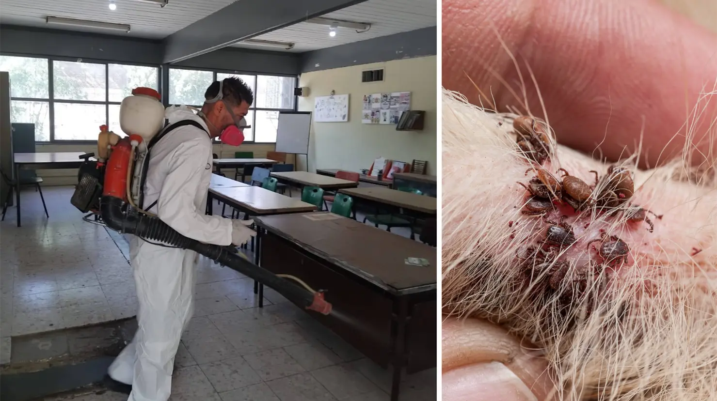 Gobierno de Torreón intensifica operativos de fumigación contra garrapatas. Foto: Canva | Facebook - Salud Municipal Torreón.