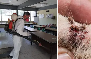 Gobierno de Torreón intensifica operativos de fumigación contra garrapatas