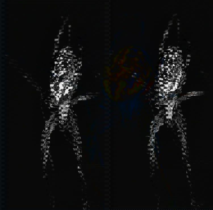 imagen-cuerpo