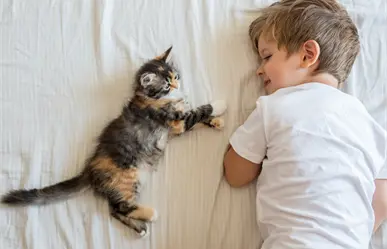 7 consejos que harán que tus hijos y tu gato callejero adoptado se lleven de maravilla