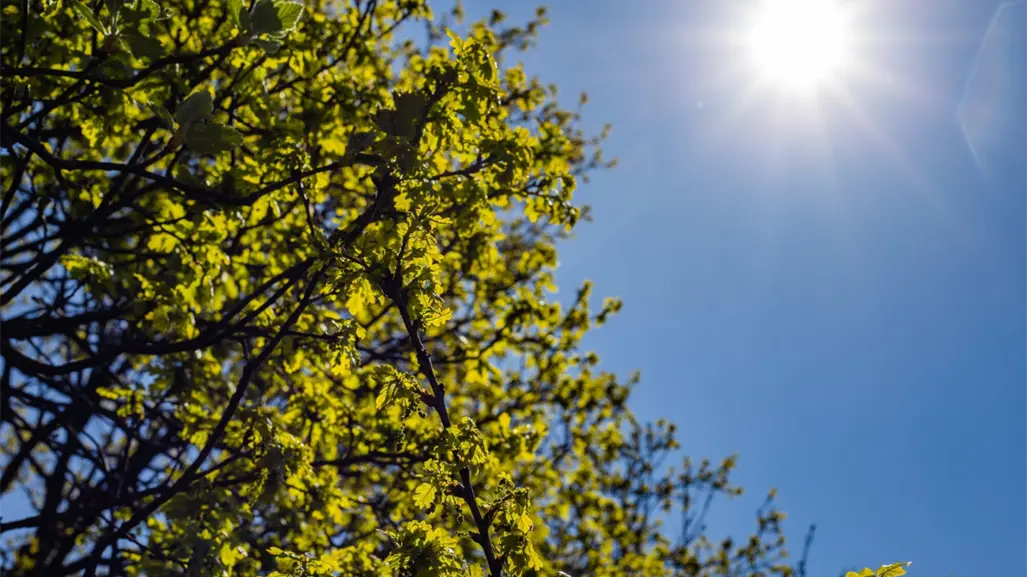 Calor y cielo mayormente despejado en Tamaulipas este 23 de septiembre
