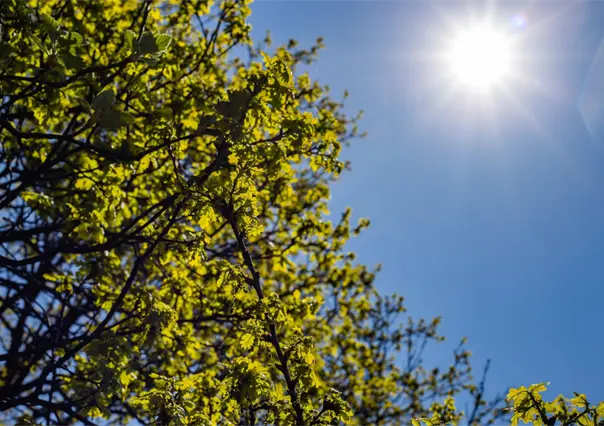 Calor y cielo mayormente despejado en Tamaulipas este 23 de septiembre
