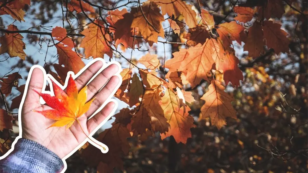 Equinoccio de otoño en Nuevo León: prepárate para tardes más cortas y cielos anaranjados