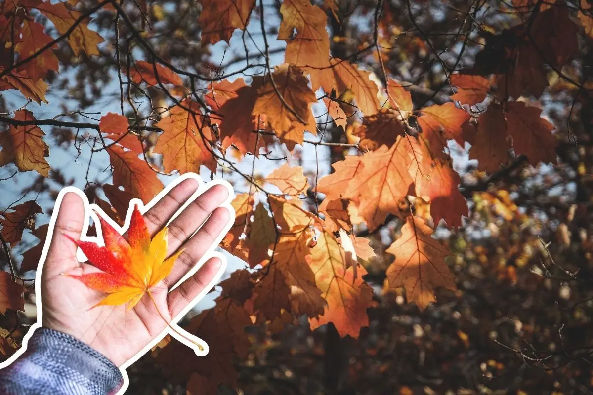 El equinoccio de otoño comenzó el lunes 22 de septiembre de 2025 a las 12:19 pm en el estado de Nuevo León.  Foto: Canva
