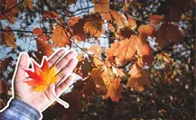 Equinoccio de otoño en Nuevo León: prepárate para tardes más cortas y cielos anaranjados