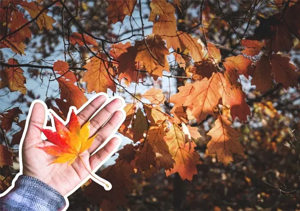 Equinoccio de otoño en Nuevo León: prepárate para tardes más cortas y cielos anaranjados
