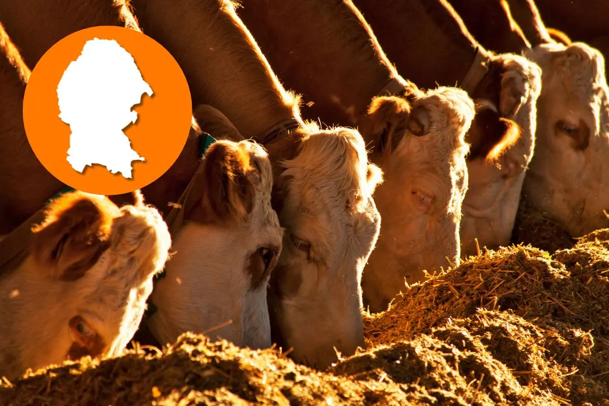 Agricultura propiciará condiciones para adquirir ganado en estados del norte y Coahuila / Foto: Composición de Canva