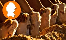 Agricultura facilita compra de sementales para apoyo ganadero, Coahuila es uno de los beneficiados