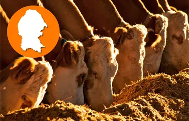 Agricultura facilita compra de sementales para apoyo ganadero, Coahuila es uno de los beneficiados