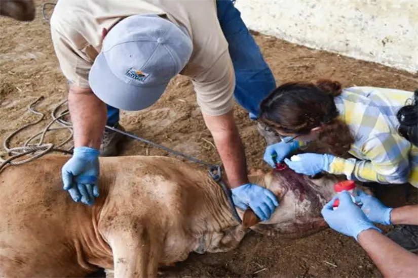 Los operativos para la detección de gusano barrenador se mantienen activos en Tamaulipas. Foto: Carlos García