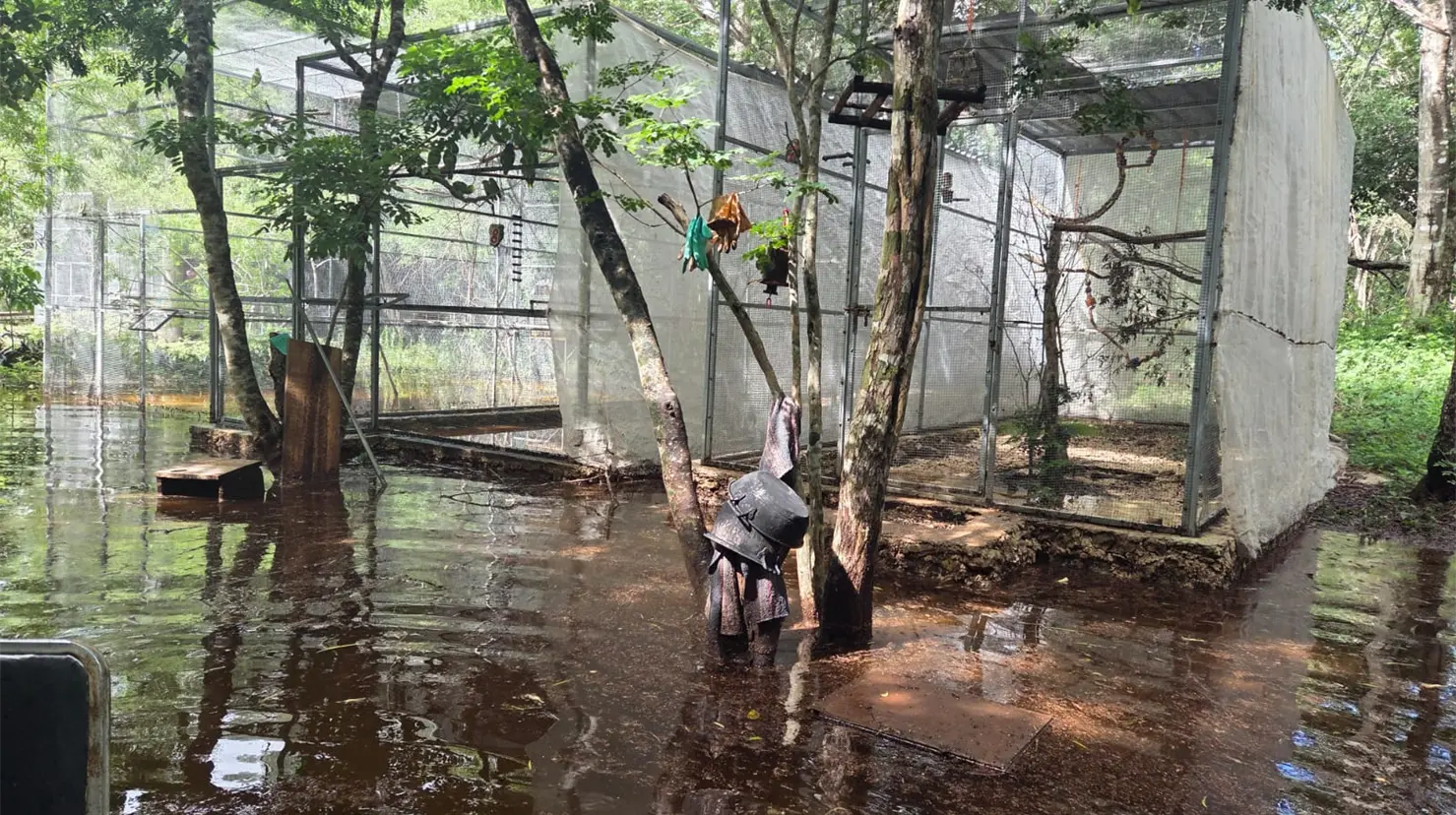 El refugio de loros y otras aves del Proyecto Santa Maria fue afectado por las intensas lluvias que cayeron durante la semana pasada en el territorio yucateco.- Fuente Proyecto Santa María
